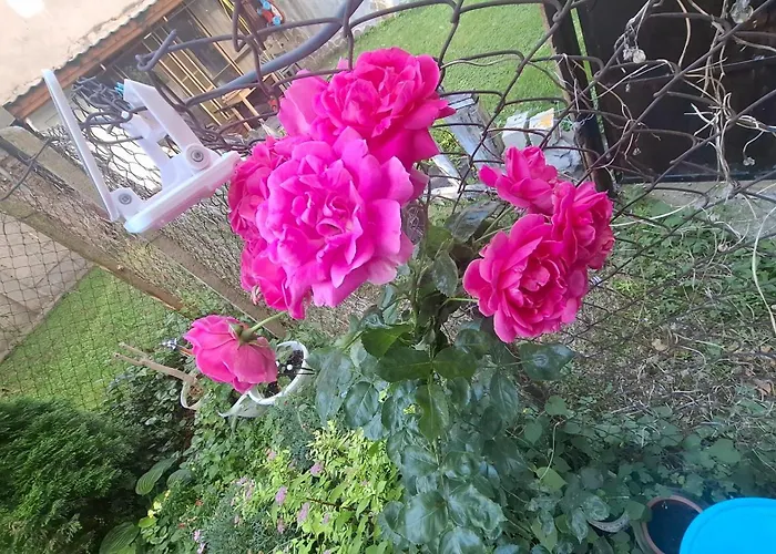 Center With A Backyard Апартаменты Бургас