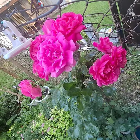 Center With A Backyard Apartment Burgas